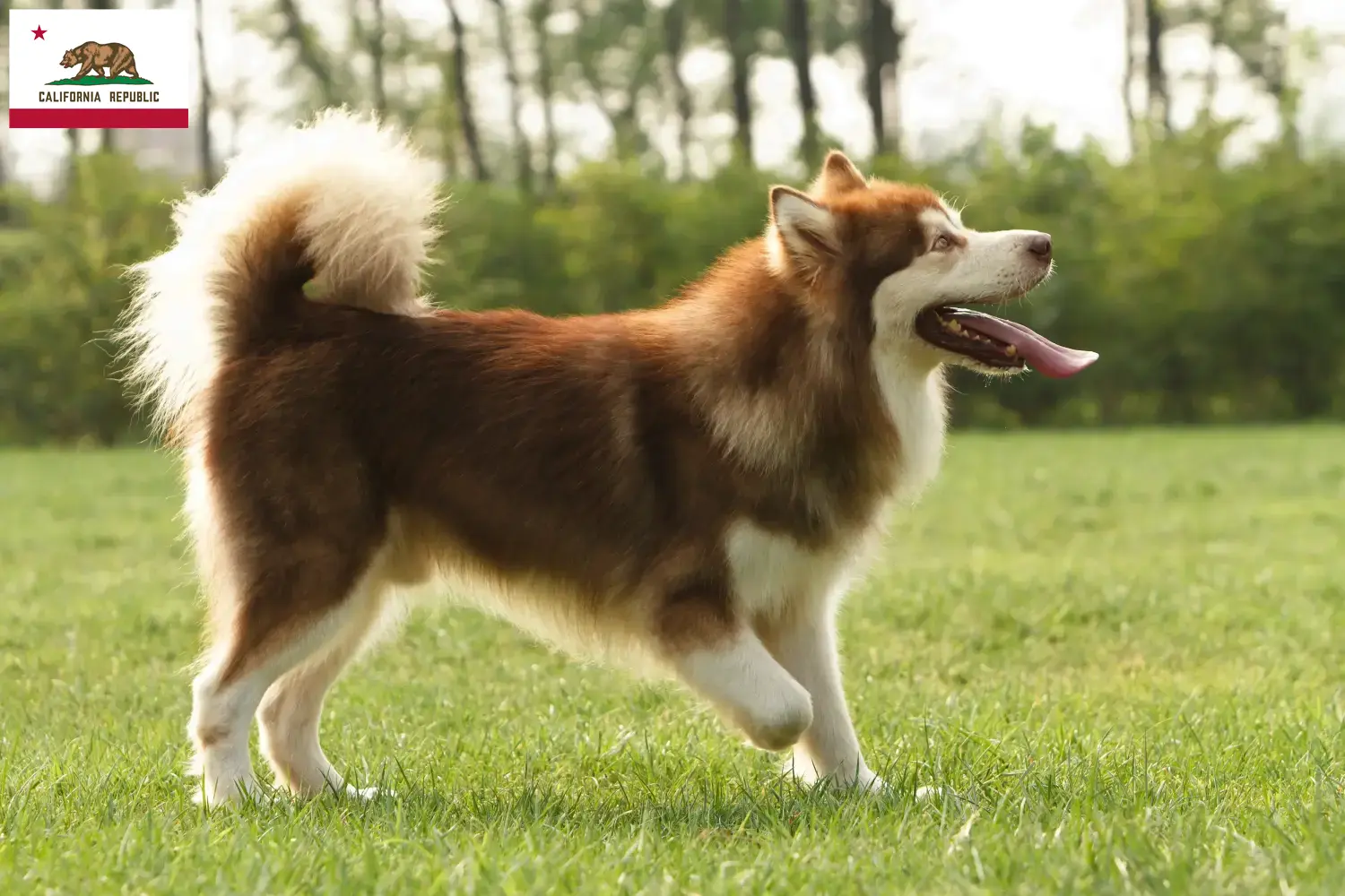 Read more about the article Alaskan Malamute breeders and puppies in California