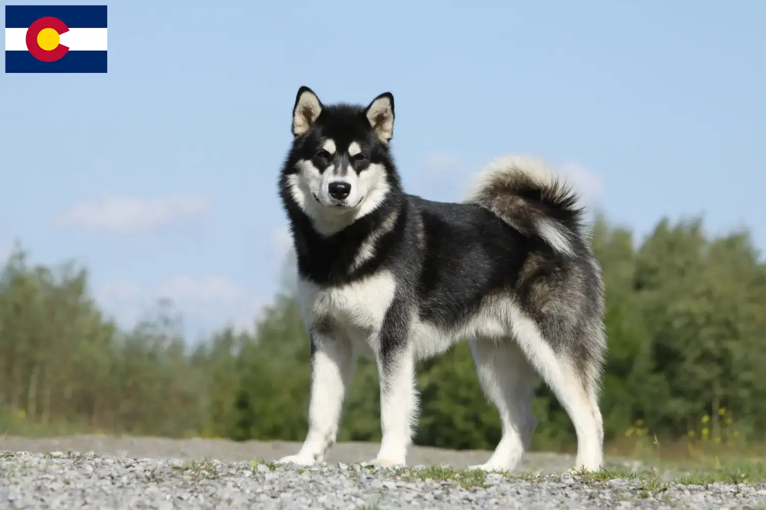Read more about the article Alaskan Malamute breeders and puppies in Colorado