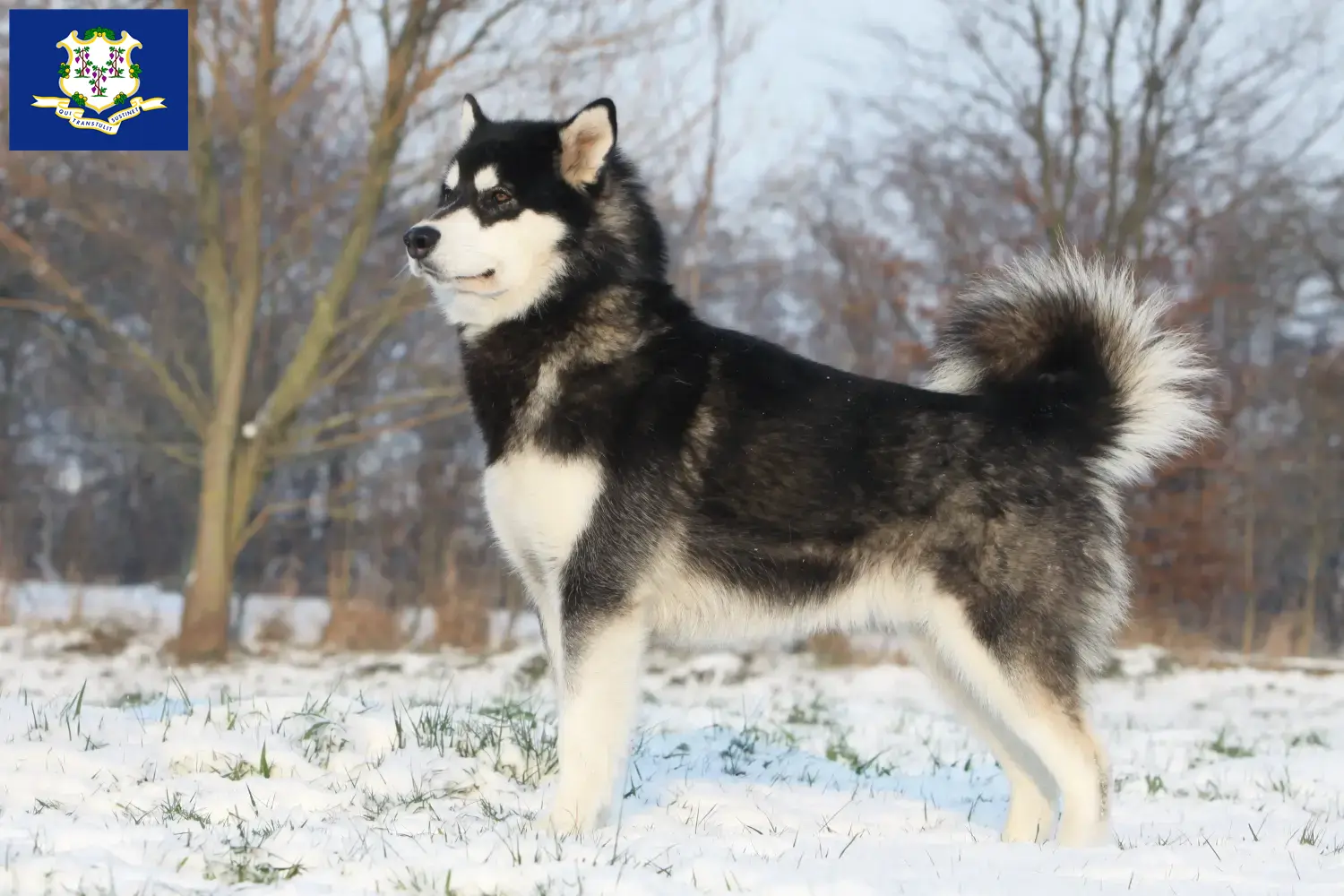 Read more about the article Alaskan Malamute breeders and puppies in Connecticut