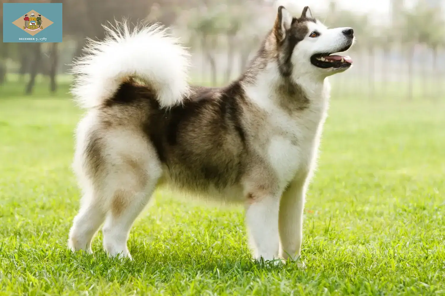 Read more about the article Alaskan Malamute breeders and puppies in Delaware