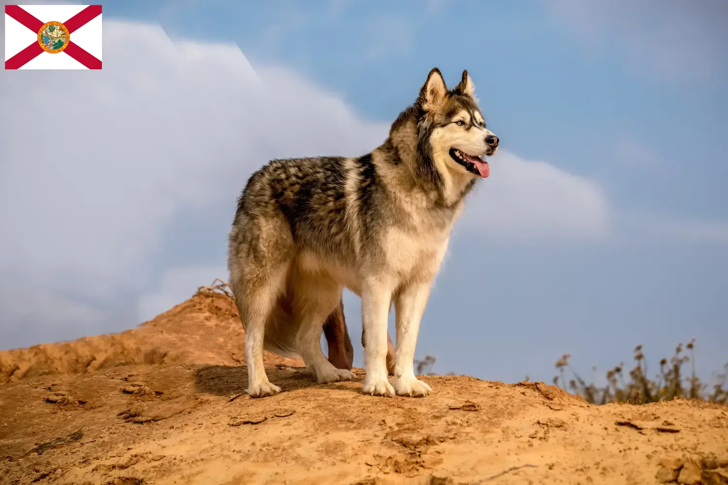 Read more about the article Alaskan Malamute breeders and puppies in Florida