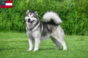 Read more about the article Alaskan Malamute breeders and puppies in Georgia