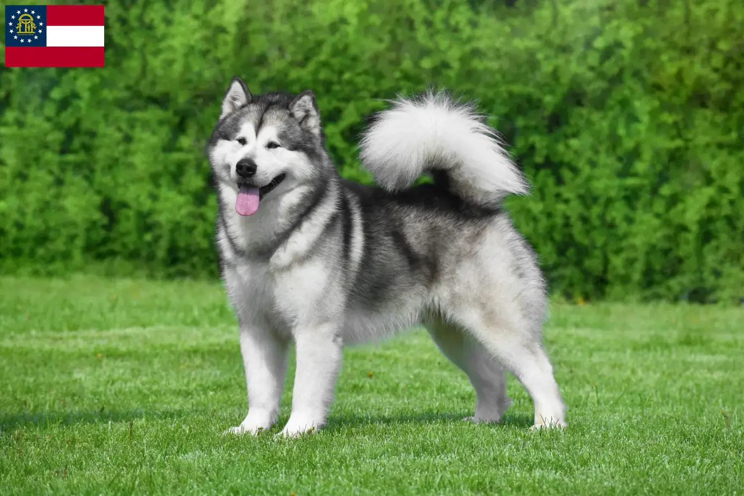 Read more about the article Alaskan Malamute breeders and puppies in Georgia