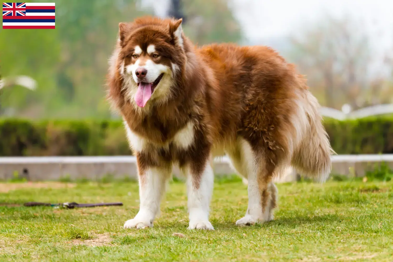 Alaskan Malamute puppies and breeders Hawaii Find Alaskan Malamutes breeders in Hawaii.