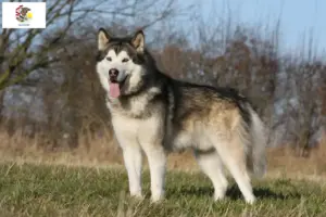 Read more about the article Alaskan Malamute breeders and puppies in Illinois