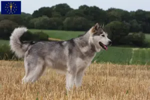 Read more about the article Alaskan Malamute breeders and puppies in Indiana