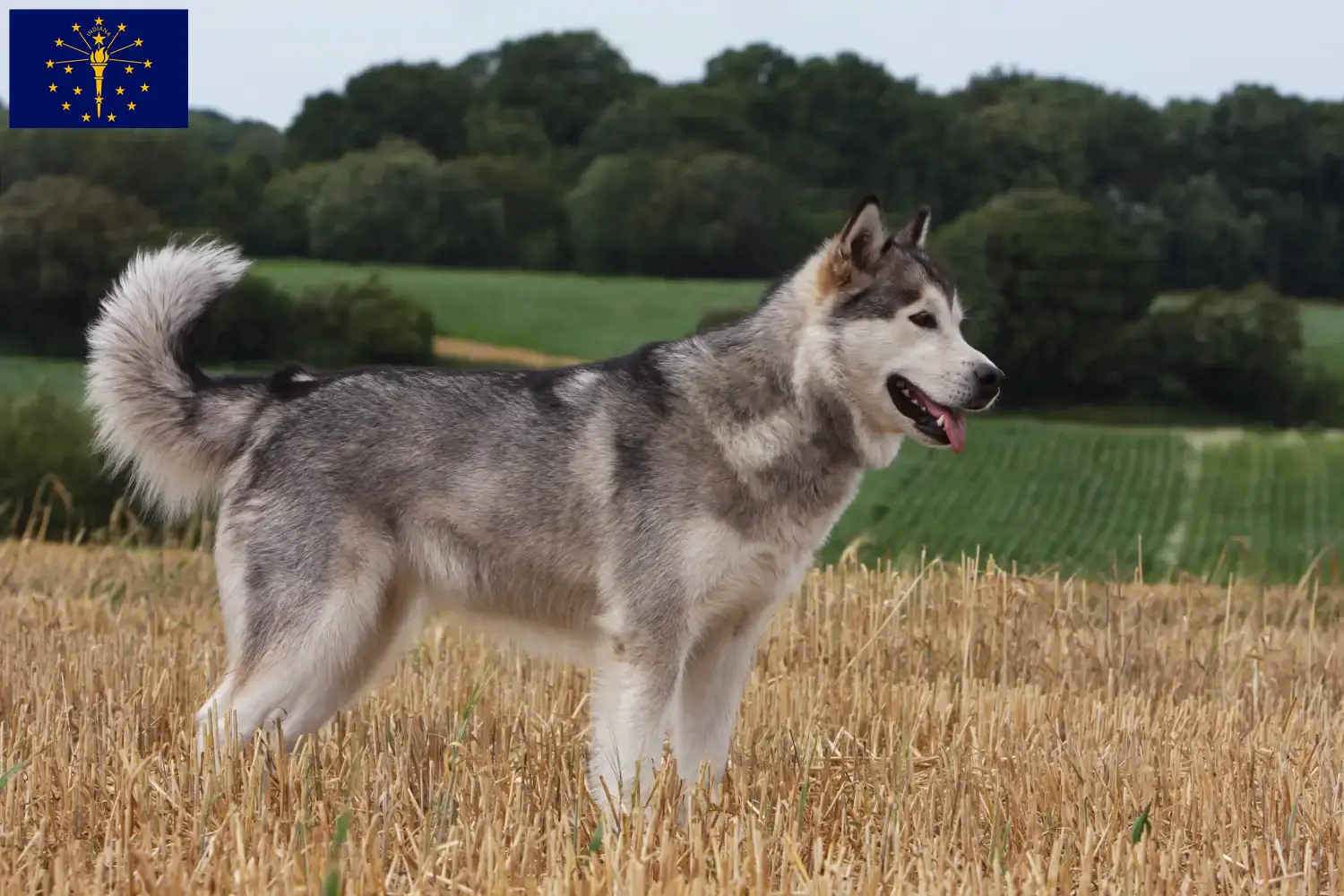 Alaskan Malamute puppies and breeders Indiana Find Alaskan Malamute breeders in Indiana.