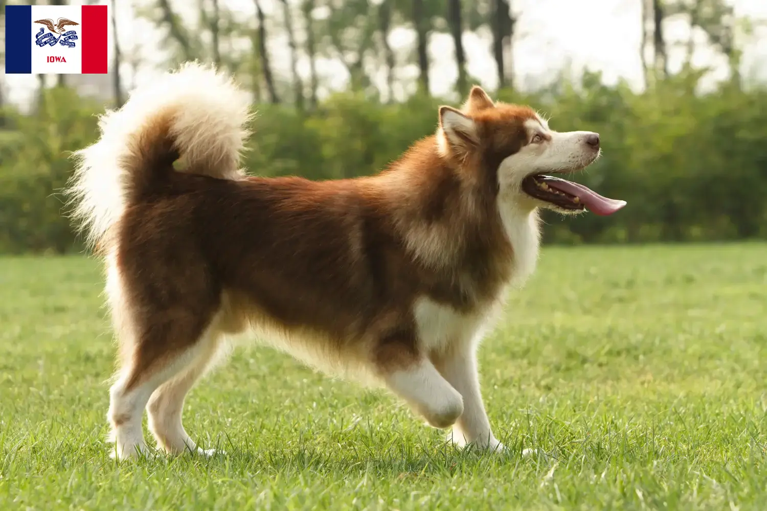 Alaskan Malamute puppies and breeders Iowa Find Alaskan Malamute breeders in Iowa.