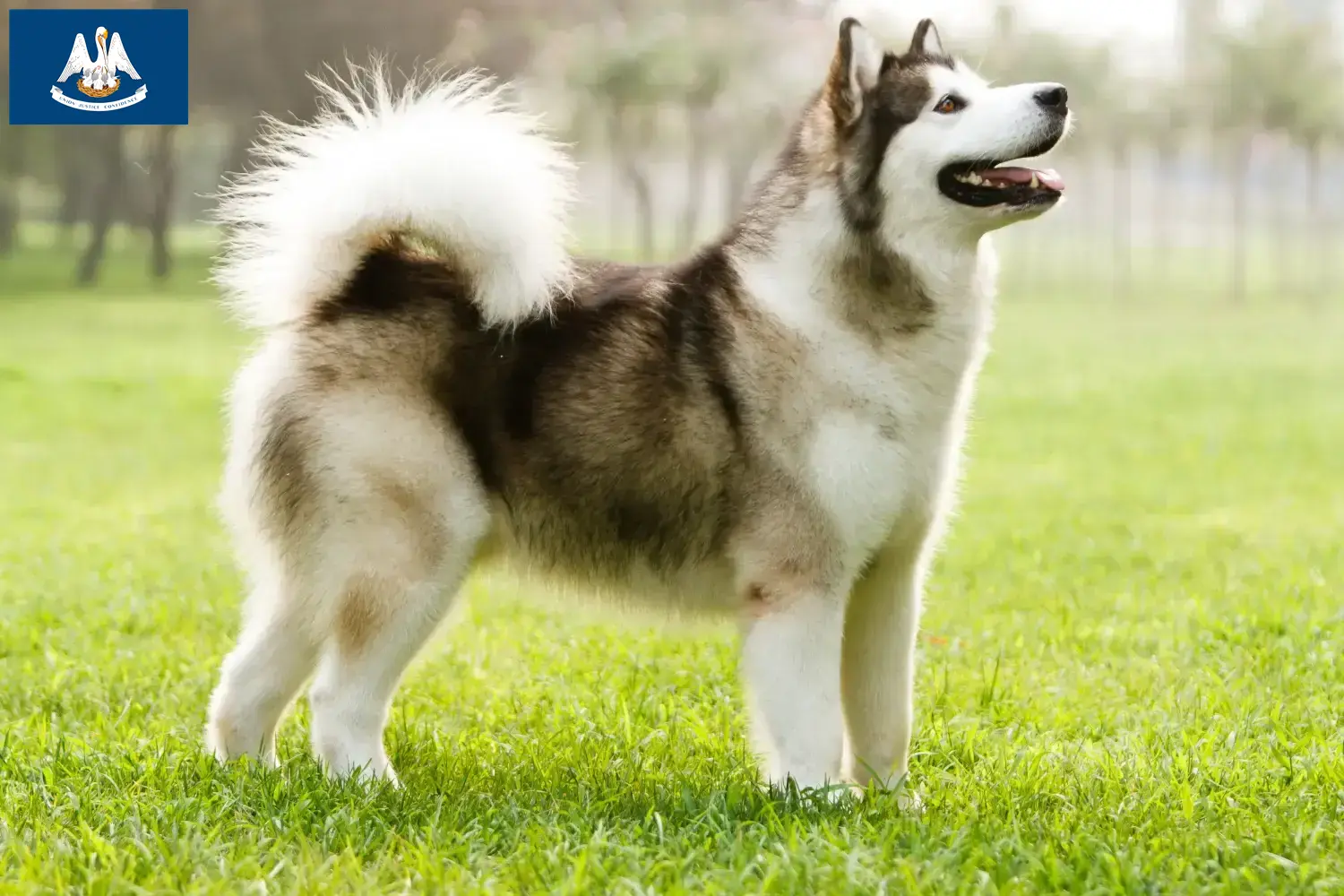 Alaskan Malamute puppies and breeders Louisiana Find Alaskan Malamute breeders in Louisiana.