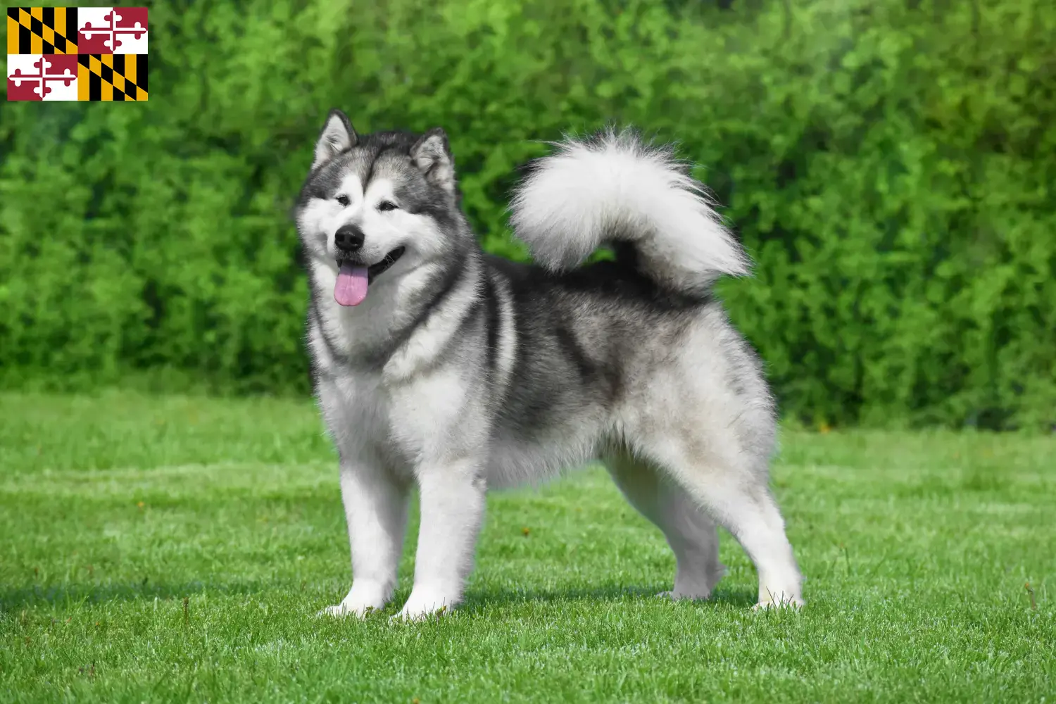 Alaskan Malamute puppies and breeder Maryland Find Alaskan Malamute breeders in Maryland.