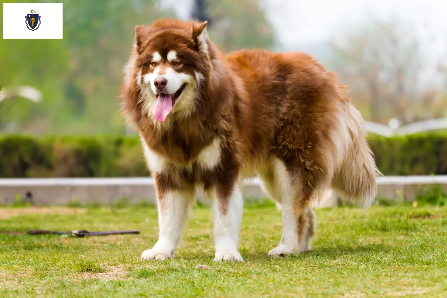Alaskan Malamute puppies and breeders Massachusetts Find Alaskan Malamute breeders in Massachusetts.