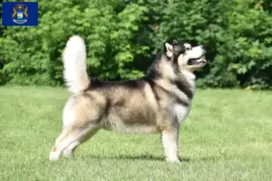 Read more about the article Alaskan Malamute breeders and puppies in Michigan