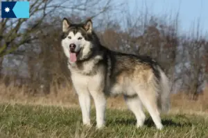 Read more about the article Alaskan Malamute breeders and puppies in Minnesota