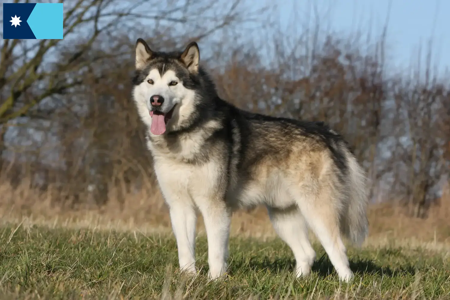 Read more about the article Alaskan Malamute breeders and puppies in Minnesota