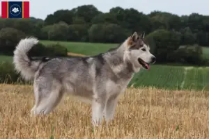 Read more about the article Alaskan Malamute breeders and puppies in Mississippi