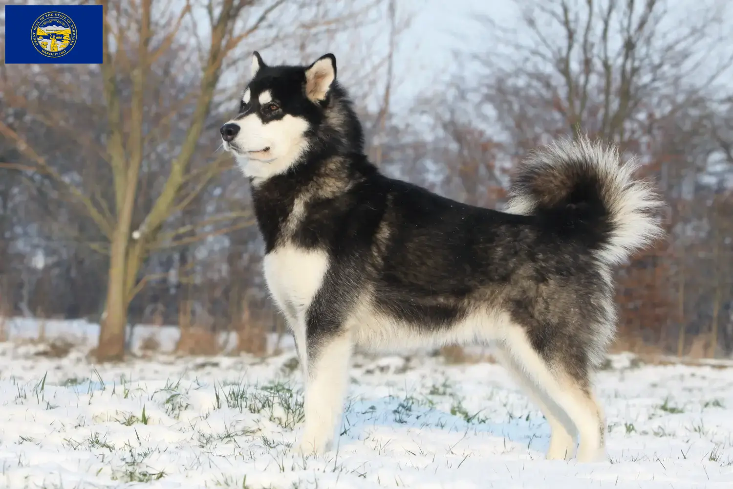 Alaskan Malamute puppies and breeders Nebraska Find Alaskan Malamute breeders in Nebraska.