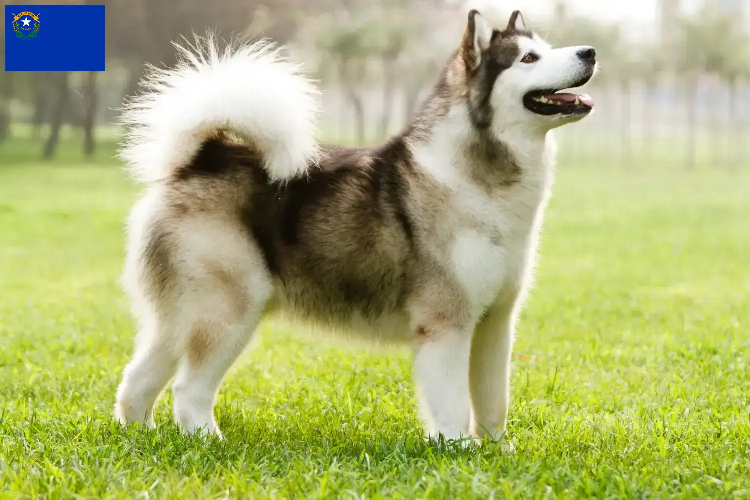 Alaskan Malamute puppies and breeders Nevada Find Alaskan Malamute breeders in Nevada.