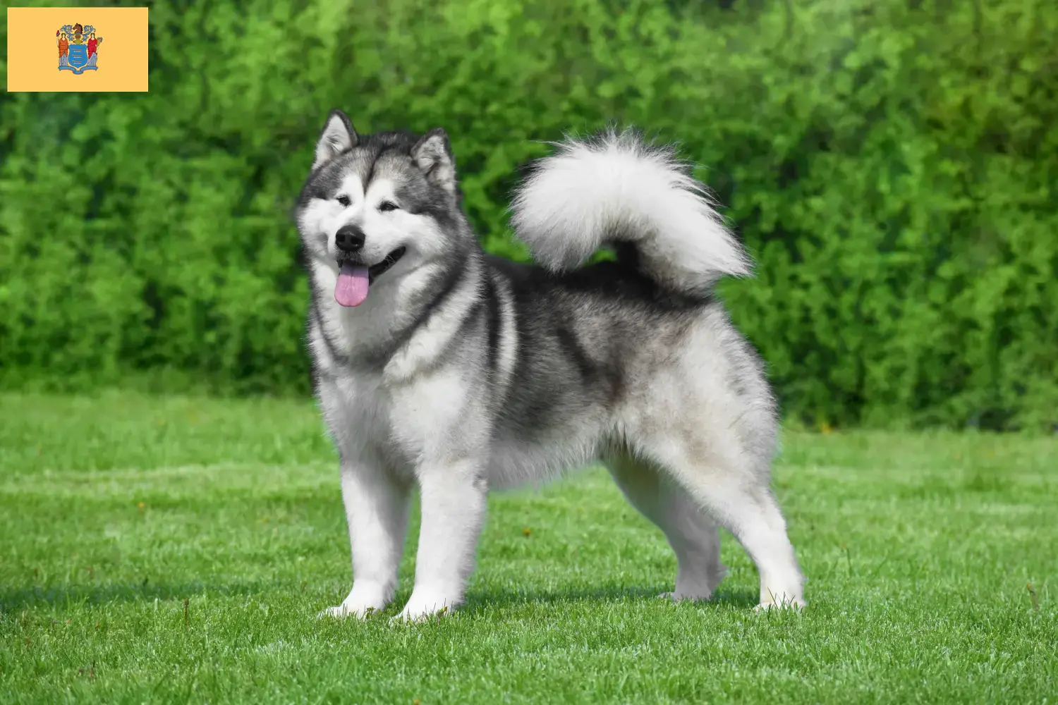 Alaskan Malamute puppies and breeders New Jersey Find Alaskan Malamute breeders in New Jersey.