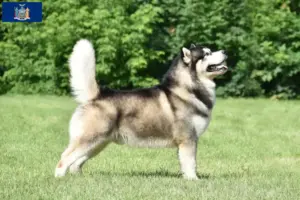 Read more about the article Alaskan Malamute breeders and puppies in New York