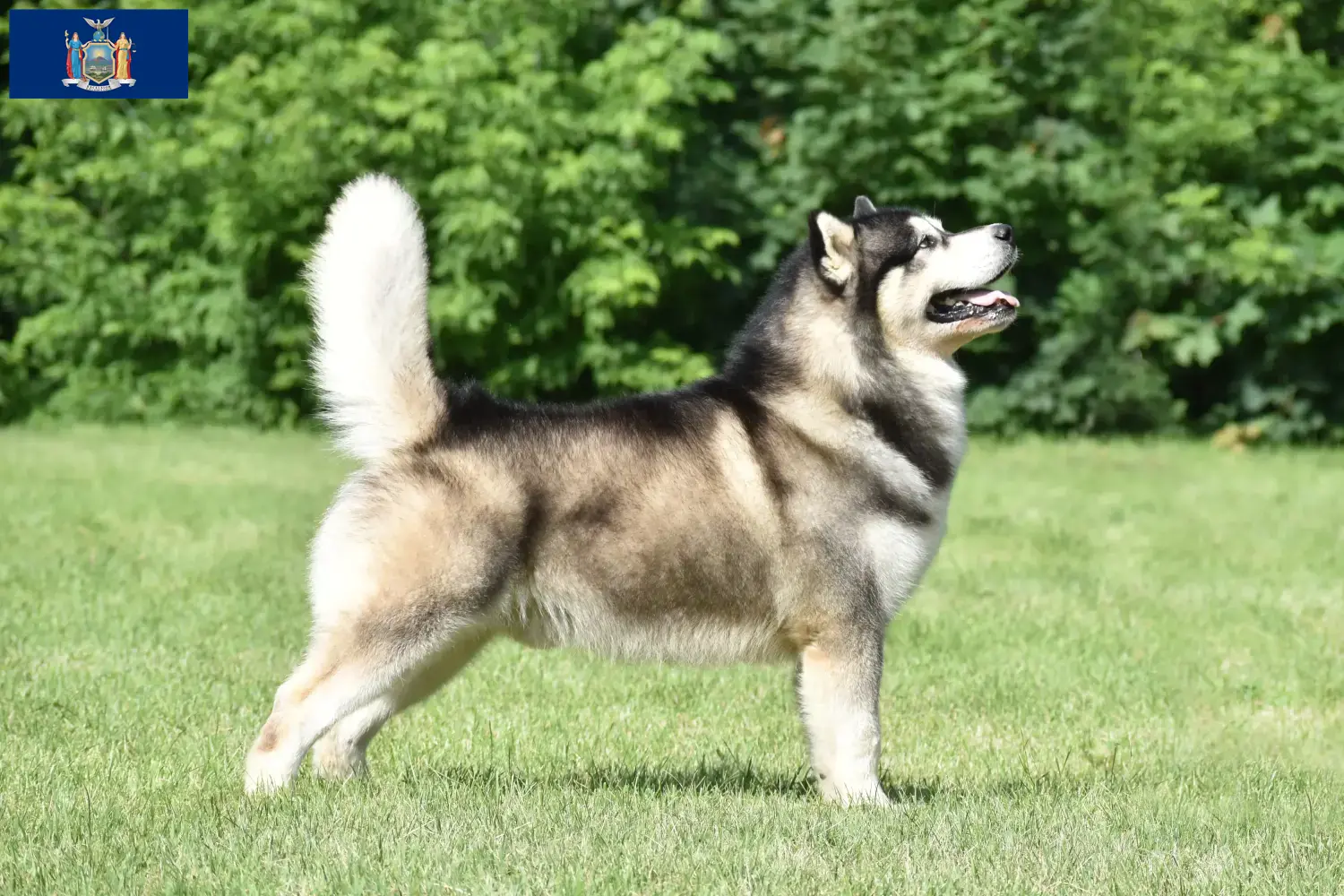Alaskan Malamute puppies and breeders New York Find Alaskan Malamutes breeders in New York here.