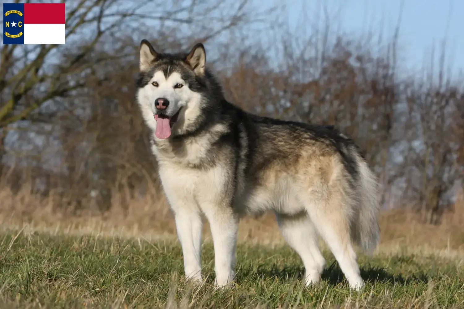 Alaskan Malamute puppies and breeders North Carolina Find Alaskan Malamute breeders in North Carolina.