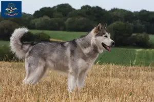 Read more about the article Alaskan Malamute breeders and puppies in North Dakota