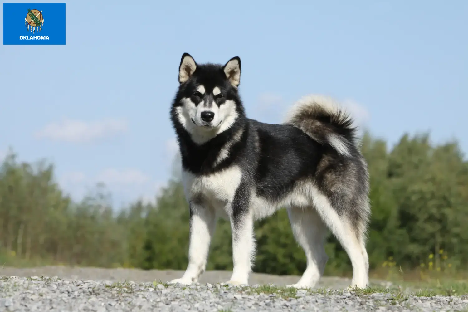 Read more about the article Alaskan Malamute breeders and puppies in Oklahoma