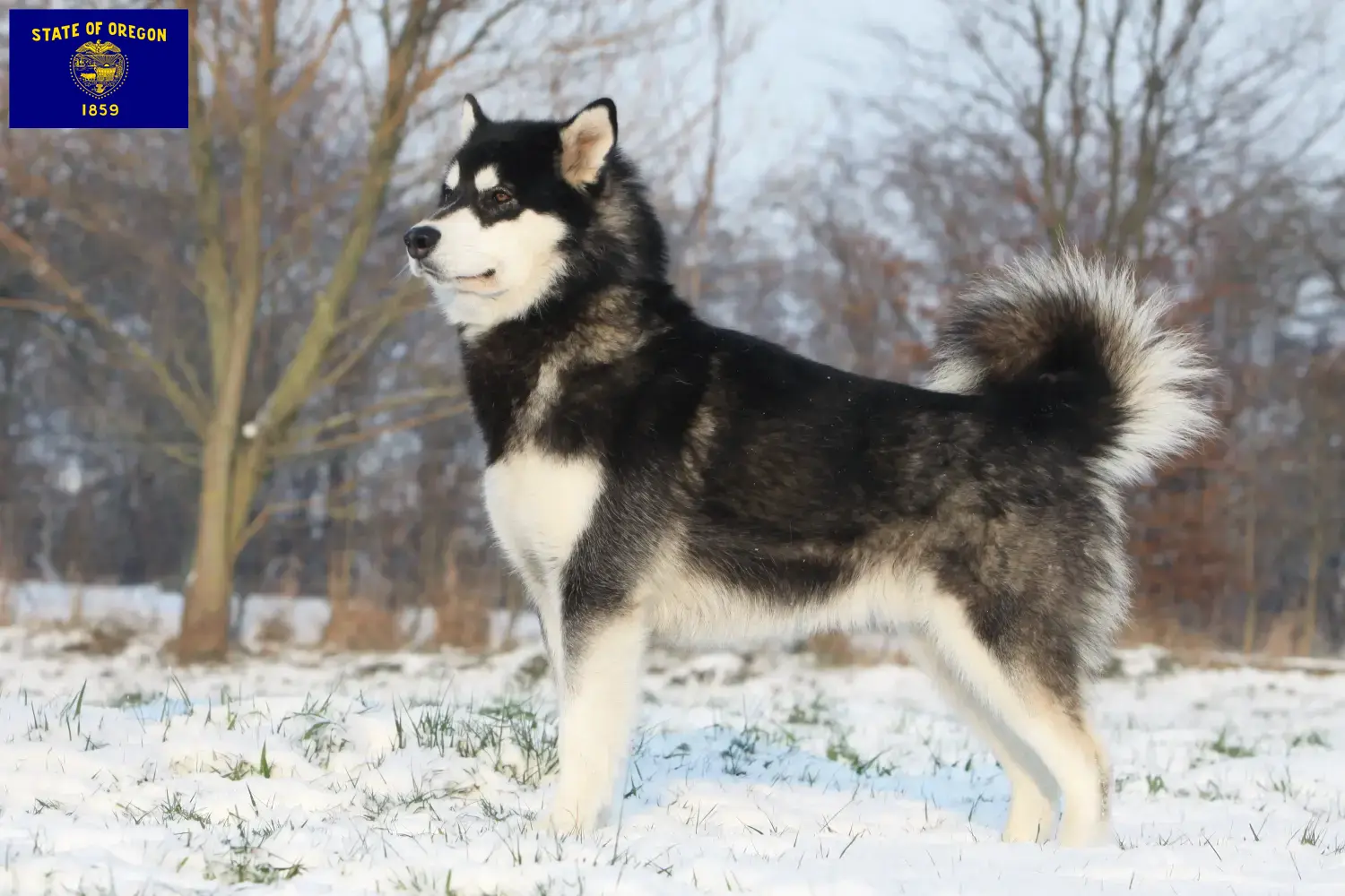 Alaskan Malamute puppies and breeders Oregon Find Alaskan Malamutes breeders in Oregon.