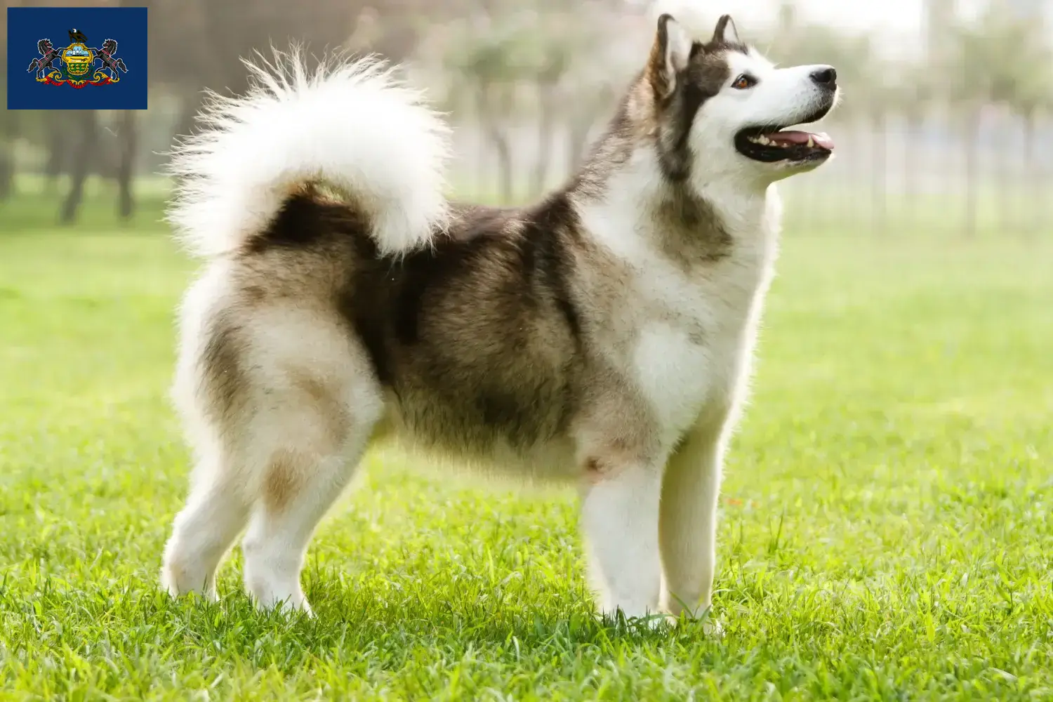 Alaskan Malamute puppies and breeders Pennsylvania Find Alaskan Malamute breeders in Pennsylvania.
