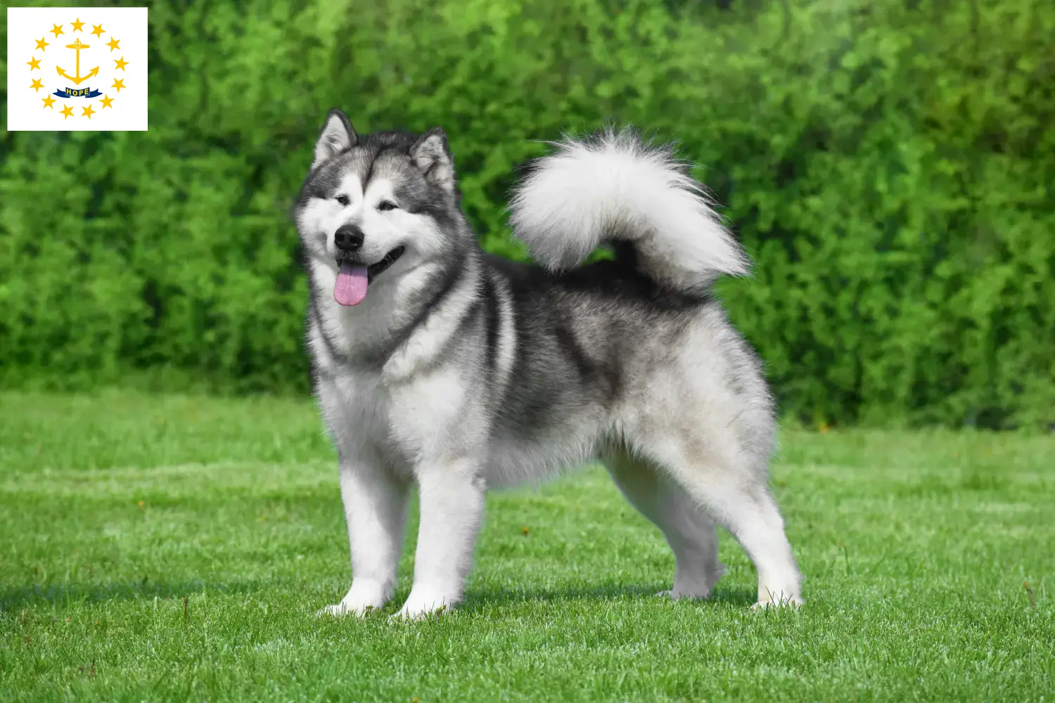 Read more about the article Alaskan Malamute Breeders and Puppies in Rhode Island