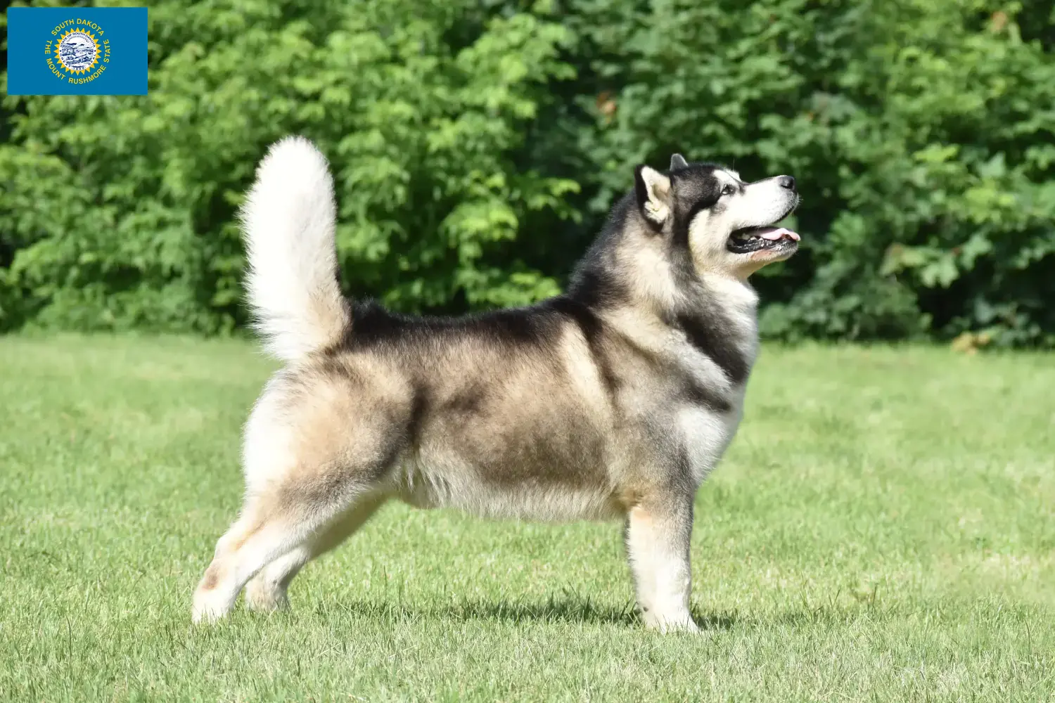Alaskan Malamute puppies and breeders South Dakota Find Alaskan Malamute breeders in South Dakota.