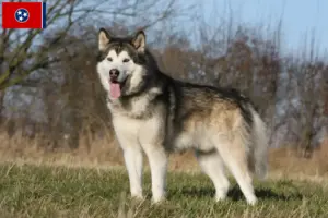 Read more about the article Alaskan Malamute breeders and puppies in Tennessee
