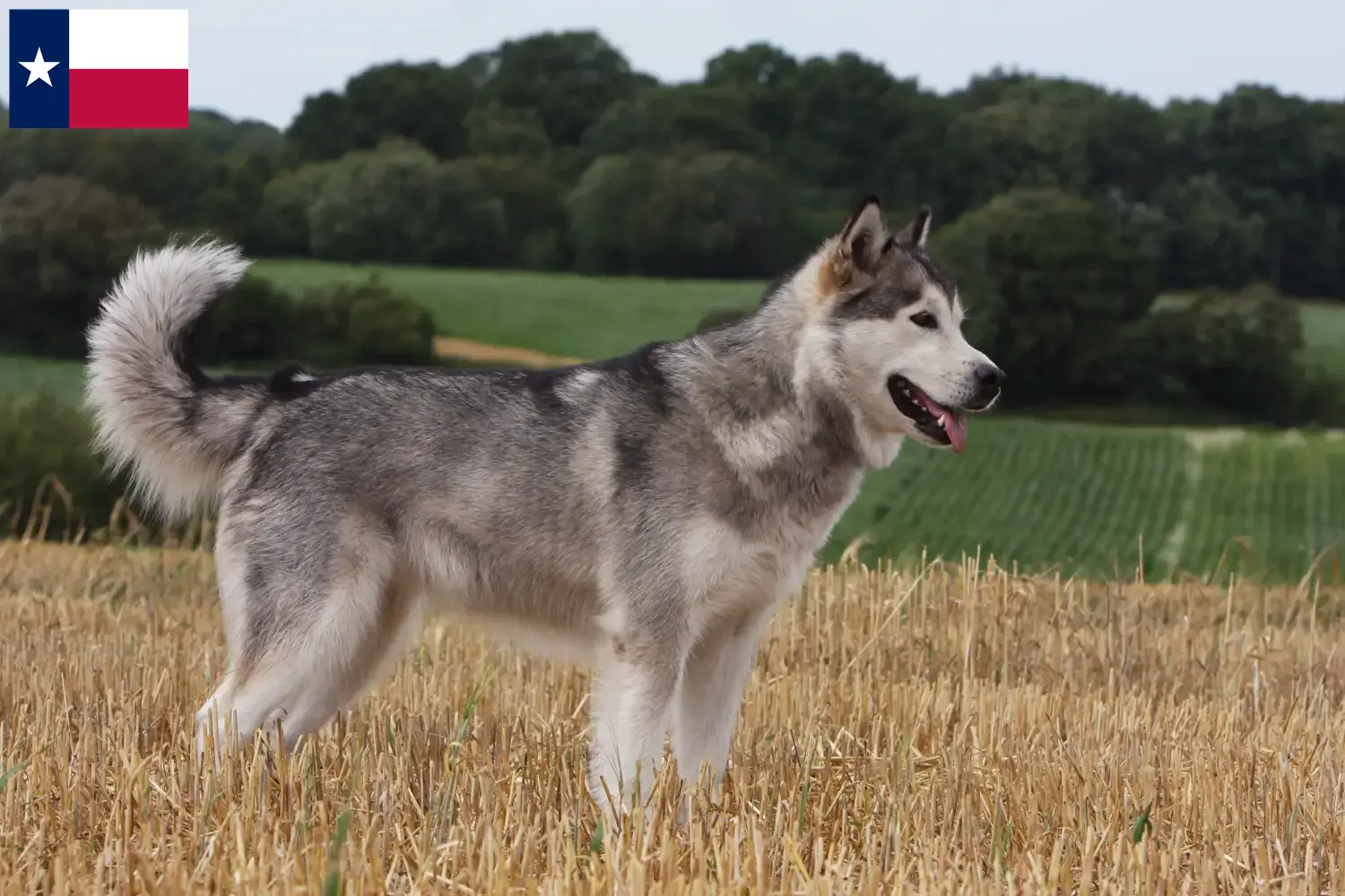 Alaskan Malamute puppies and breeders Texas Find Alaskan Malamutes breeders in Texas.