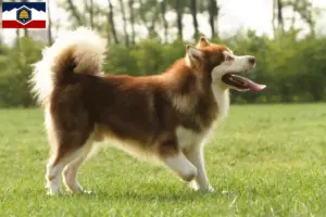 Read more about the article Alaskan Malamute breeders and puppies in Utah