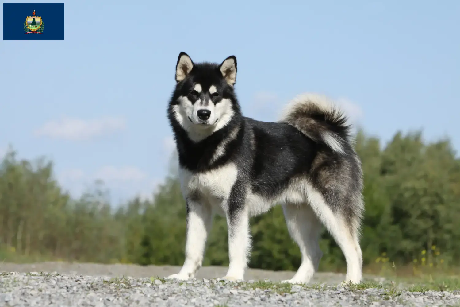 Alaskan Malamute puppies and breeders Vermont Find Alaskan Malamute breeders in Vermont.