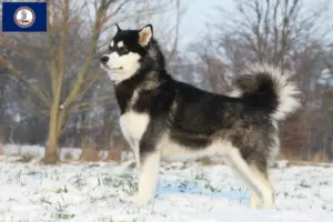 Read more about the article Alaskan Malamute breeders and puppies in Virginia