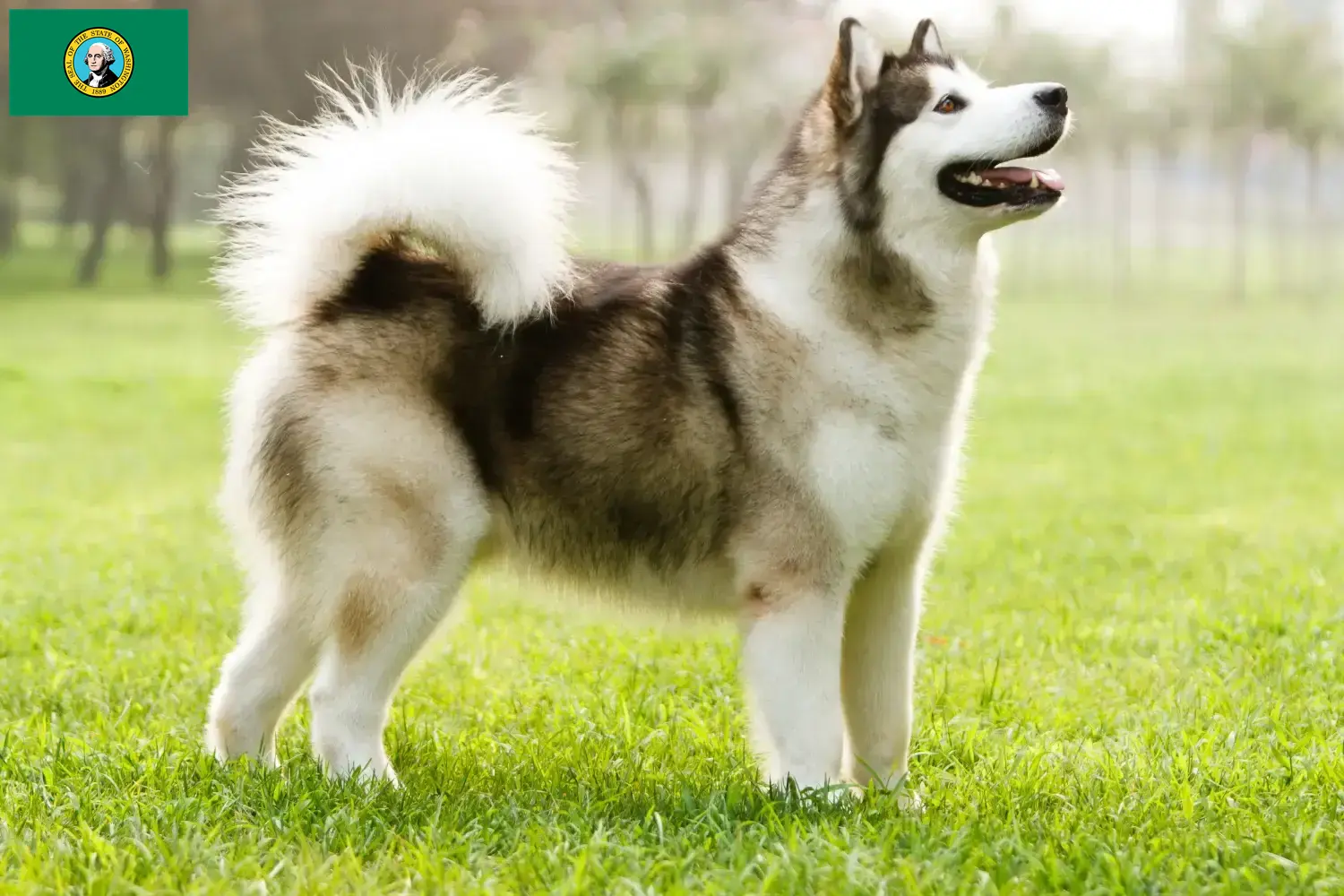 Alaskan Malamute puppies and breeders Washington Find Alaskan Malamutes breeders in Washington here.