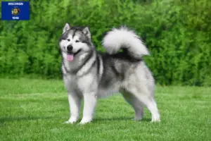Read more about the article Alaskan Malamute breeders and puppies in Wisconsin