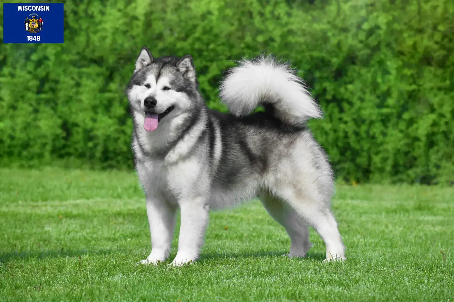 Read more about the article Alaskan Malamute breeders and puppies in Wisconsin