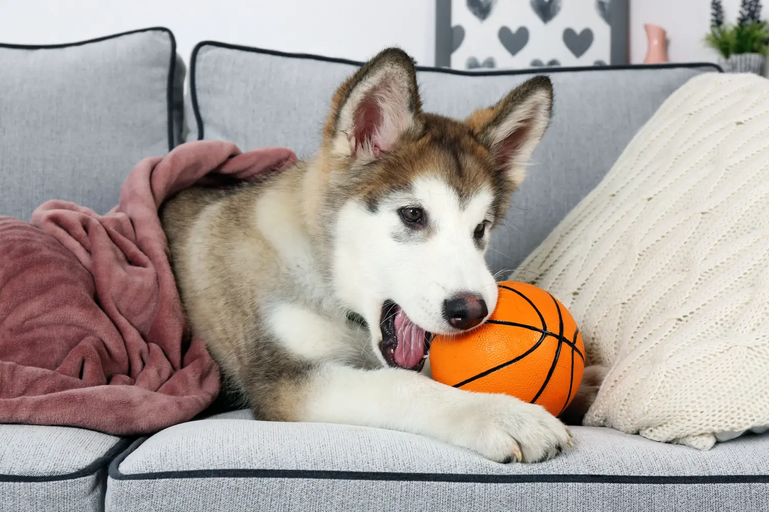 Buying an Alaskan Malamute puppy means taking responsibility! Buy Alaskan Malamute puppies.