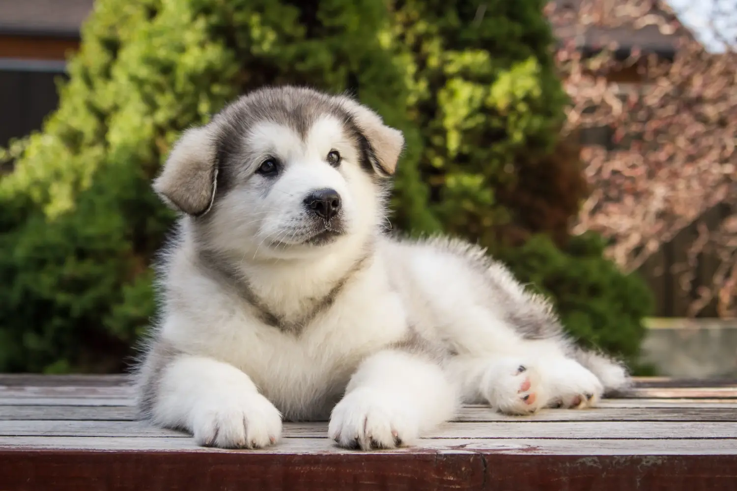 Buying an Alaskan Malamute puppy means taking responsibility! Buy Alaskan Malamute puppies.
