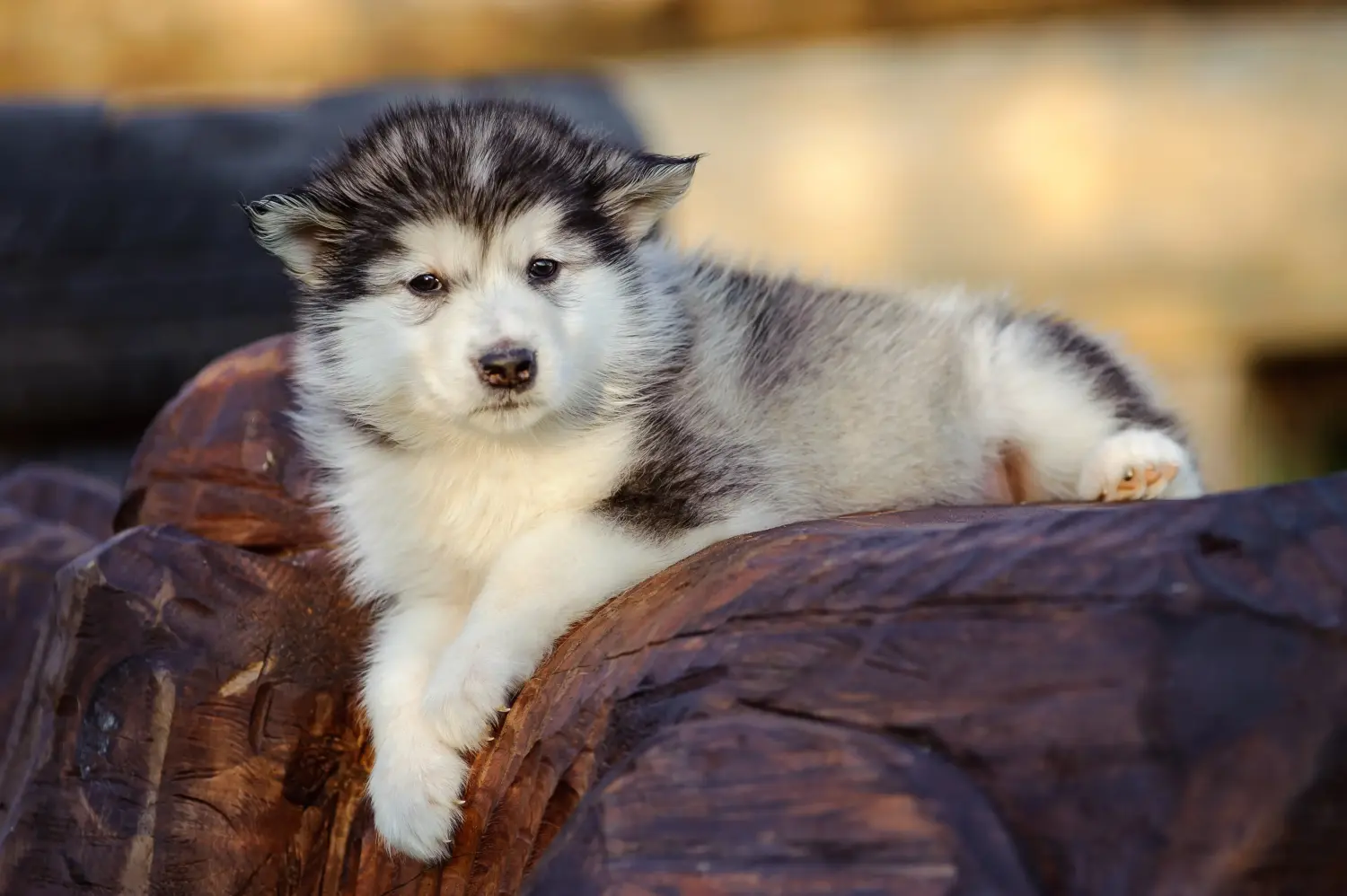 Buying an Alaskan Malamute puppy means taking responsibility! Buy Alaskan Malamute puppies.