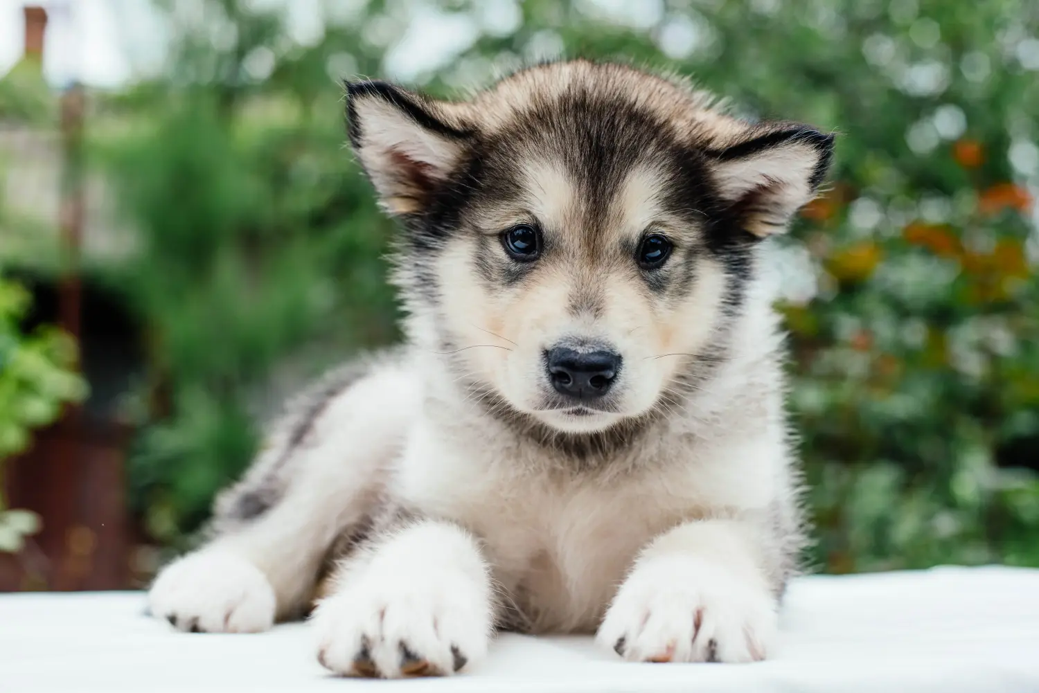 Buying an Alaskan Malamute puppy means taking responsibility! Buy Alaskan Malamute puppies.