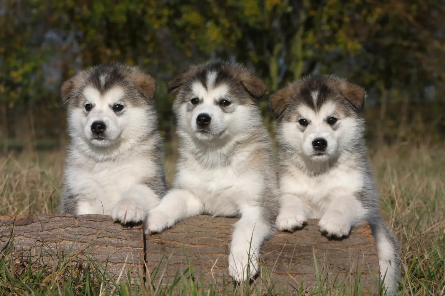 Buying an Alaskan Malamute puppy means taking responsibility! Buy Alaskan Malamute puppies.