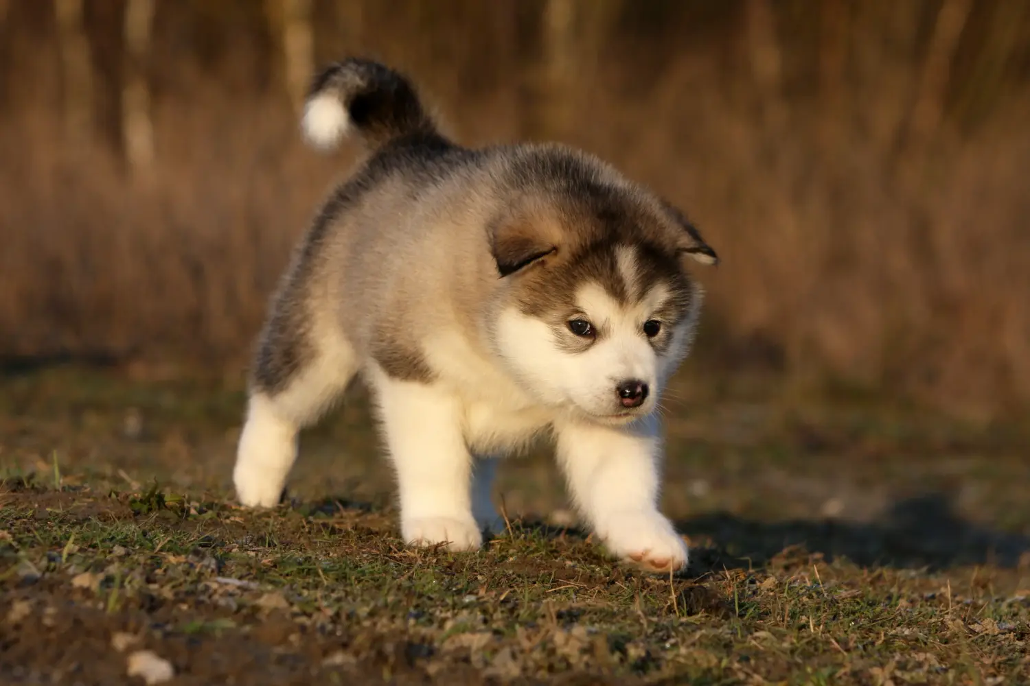 Buying an Alaskan Malamute puppy means taking responsibility! Buy Alaskan Malamute puppies.