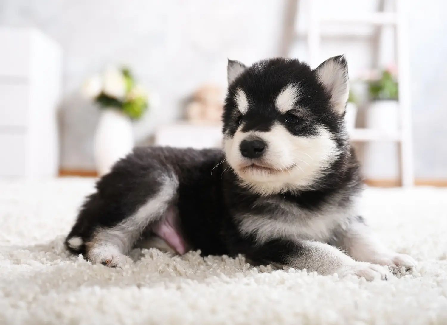 Buying an Alaskan Malamute puppy means taking responsibility! Buy Alaskan Malamute puppies.