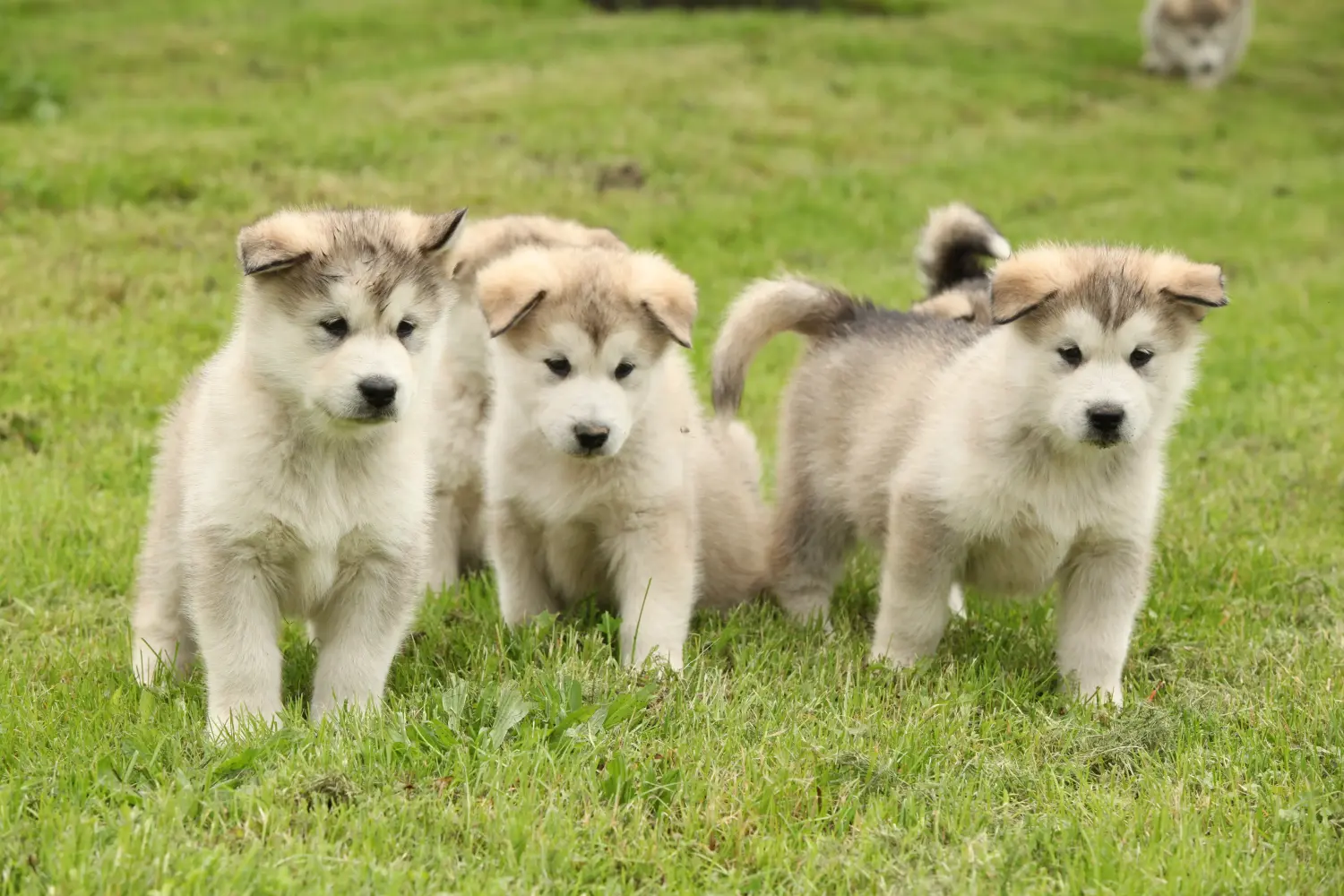Buying an Alaskan Malamute puppy means taking responsibility! Buy Alaskan Malamute puppies.