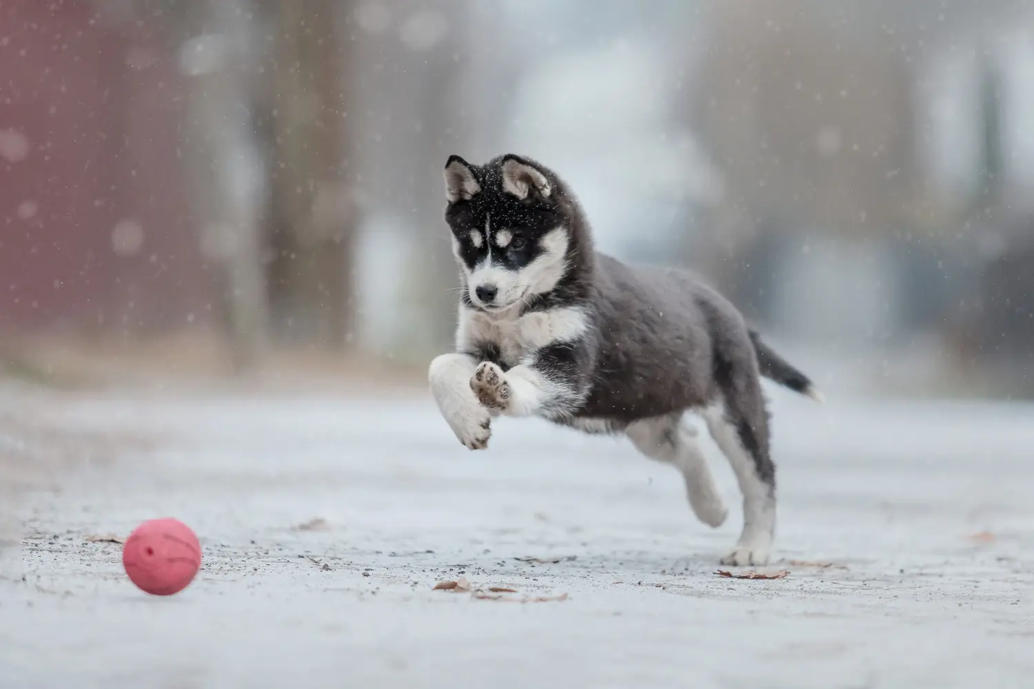Buying an Alaskan Malamute puppy means taking responsibility! Buy Alaskan Malamute puppies.