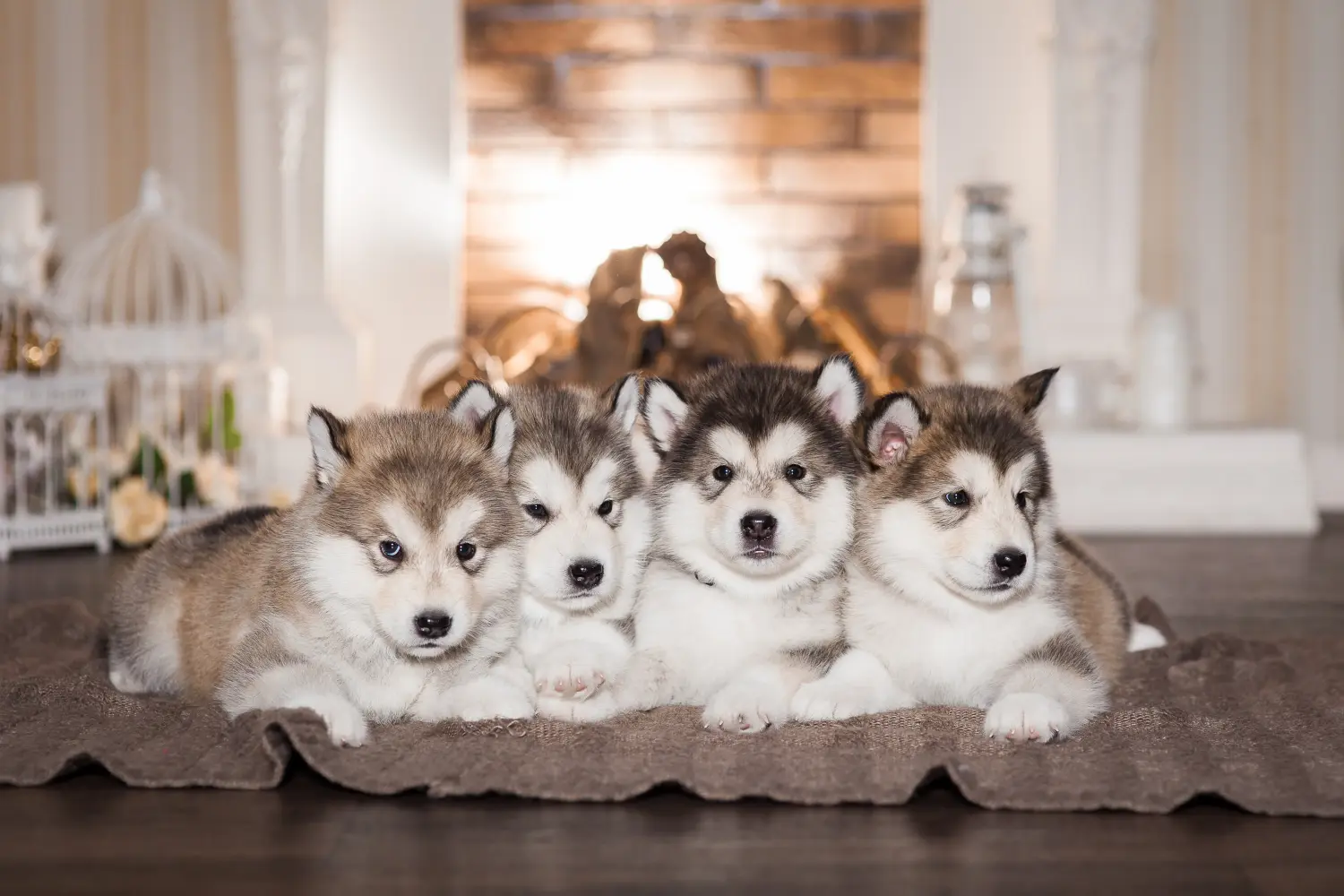 Buying an Alaskan Malamute puppy means taking responsibility! Buy Alaskan Malamute puppies.