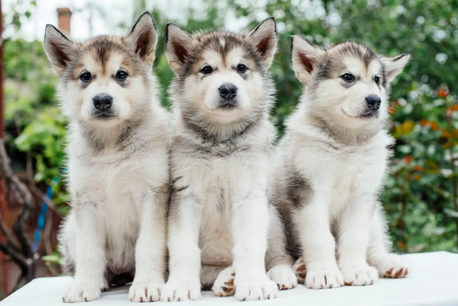 Buying an Alaskan Malamute puppy means taking responsibility! Buy Alaskan Malamute puppies.